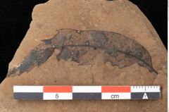 Foto (Detailsansicht) von Quercus palaeoilex Ettingshausen (NHMW-GEO-2024-0188-0851)